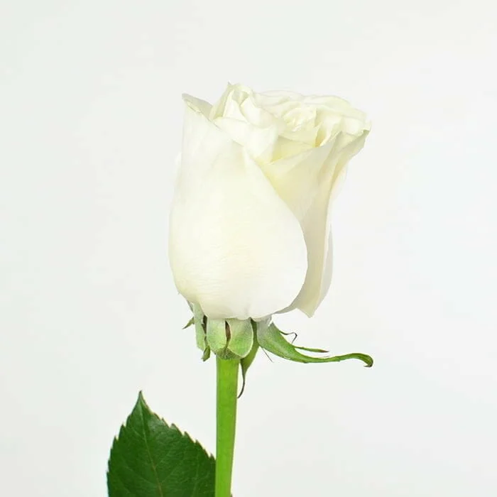 Roses - White